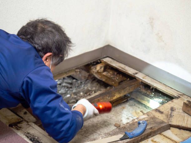 Best Mold Damage Repair  in Evadale, TX