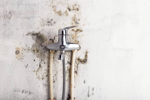 Best Same-Day Mold Removal  in Evadale, TX