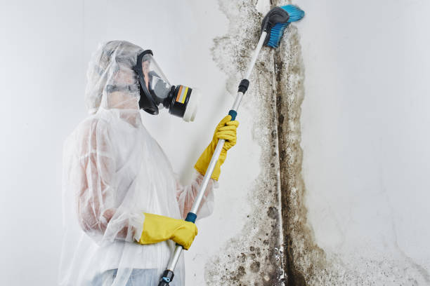 Best Emergency Mold Removal  in Evadale, TX