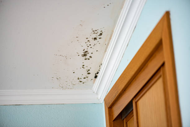 Best Emergency Mold Removal  in Evadale, TX