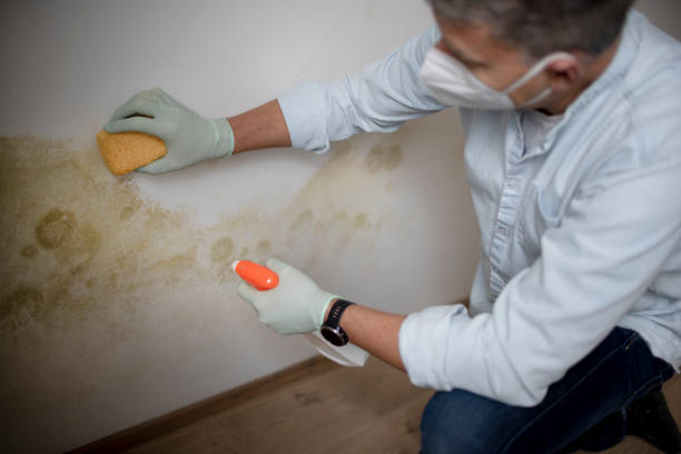 Best Black Mold Removal  in Evadale, TX