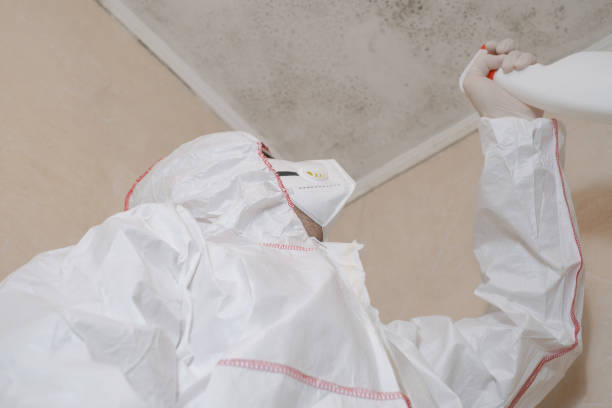 Trusted Evadale, TX Mold Removal Experts