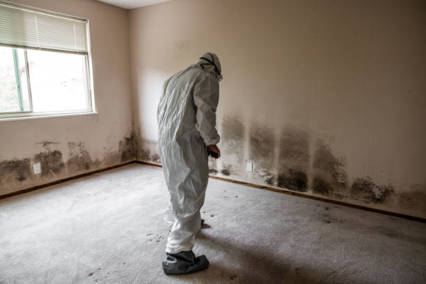 Best Toxic Mold Removal  in Evadale, TX