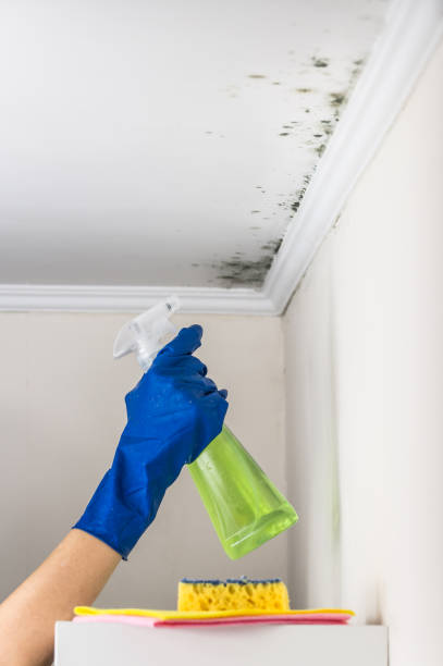 Best Mold Removal Near Me  in Evadale, TX