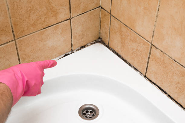 Best Mold Removal Company Near Me  in Evadale, TX